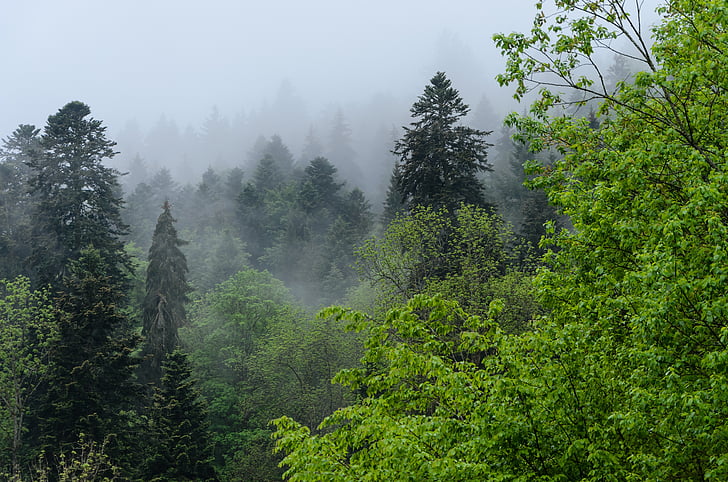Unveiling the Threat: Understanding Ecological Collapse